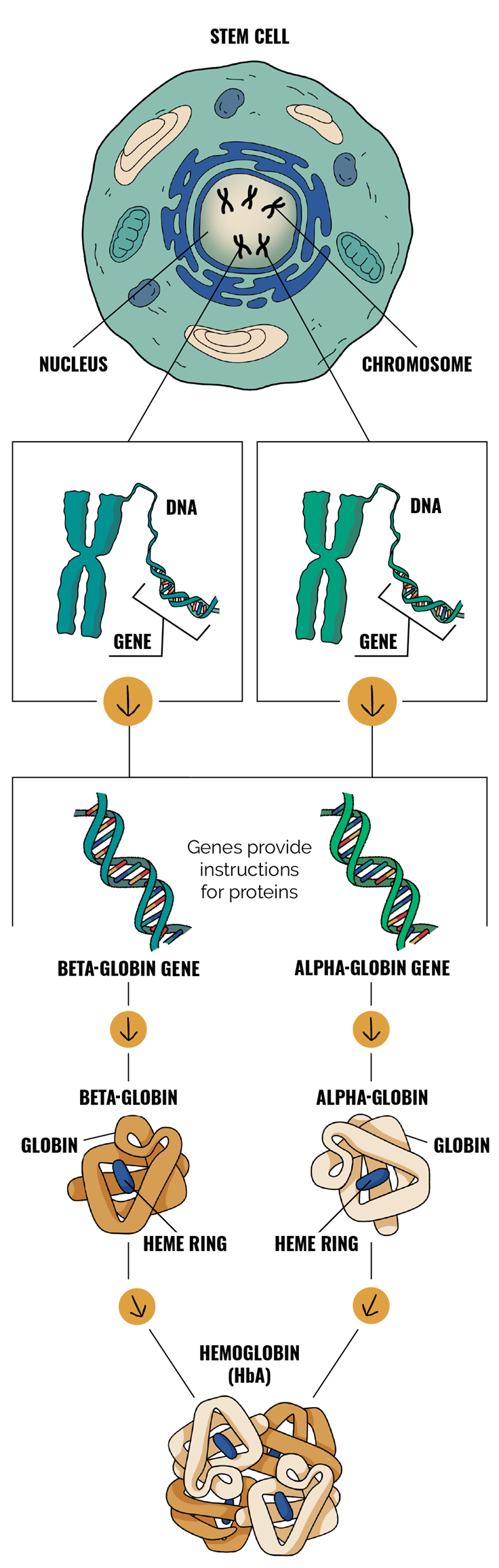 Graphic depicting genetics and hemoglobin (HbA)