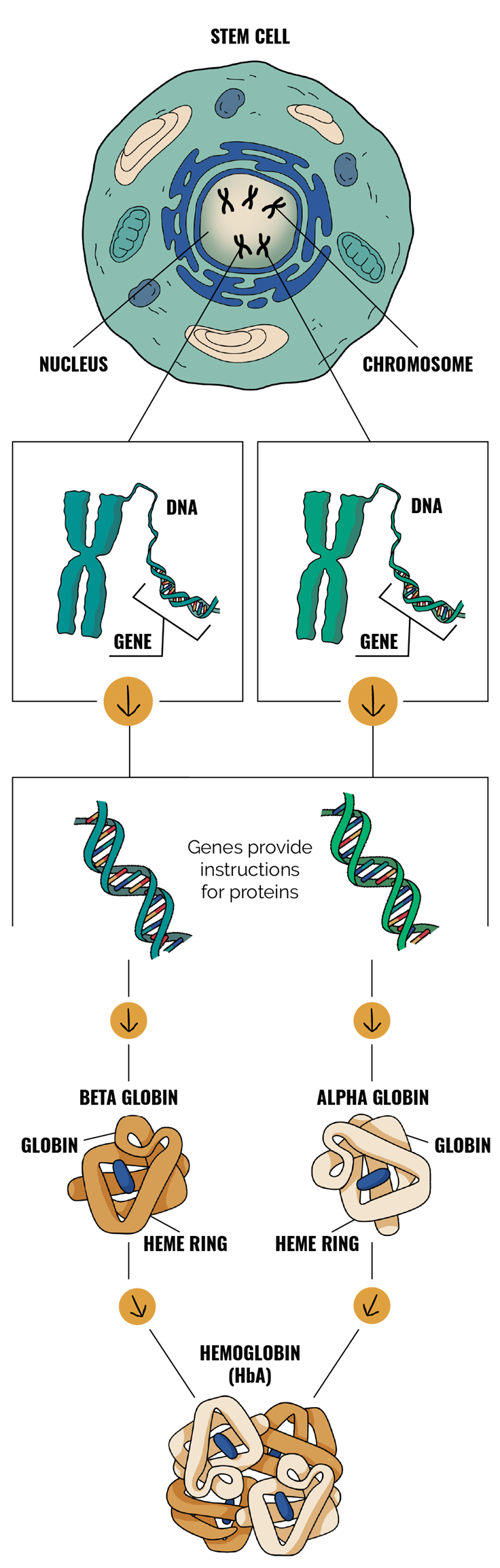 Graphic depicting genetics and hemoglobin (HbA)